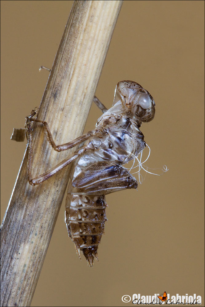 Scheda: Sympetrum striolatum